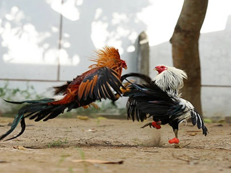 Hướng dẫn chi tiết cách tham gia đặt cược tại Odin Gamecock